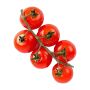 EZ Tomato Tiny Tim