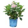 Endless Summer Twist-N-Shout Hydrangea-2G