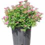 Neon Flash Japanese Spirea-2G