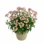 Annual Premium Assortment 4.33"