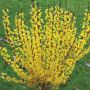 Forsythia Show Off PW 2G