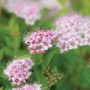 Little Princess Spirea 2G
