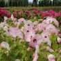 Assortiment d’hibiscus Luna, 2 gal