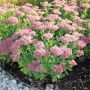 Sedum assorti, 1 gal