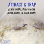 Terro Pantry Moth Traps-2/Pack