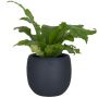 13" Ceramic Cover-Pot