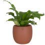 13" Ceramic Cover-Pot