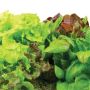 AeroGarden Heirloom Salad Greens Seed Pod Kit (6-Pod)