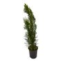 Emerald Cedar 1G