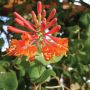 Dropmore Scarlet Honeysuckle Vine 2G