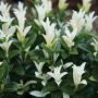 Paloma Blanca Euonymus 1G