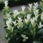 Paloma Blanca Euonymus 1G