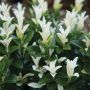 Paloma Blanca Euonymus 1G