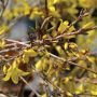 Gold Tide™ Forsythia 2G