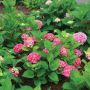 Pw® Let'S Dance Big Band® Hydrangea 2G