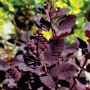 Velveteeny™ Dwarf Smokebush 2G