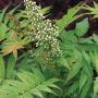 Sem False Spirea 2G