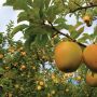Golden Delicious Apple 7G