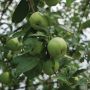 Granny Smith Apple 7G