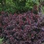 Concord Barberry 1G