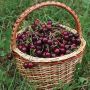 Stella Sweet Cherry  7G