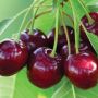 Van Sweet Cherry  7G