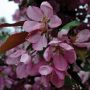Thunderchild Crabapple 7G