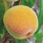 Reliance Peach 7G