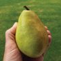 Anjou Pear 7G
