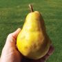 Bartlett Pear 7G