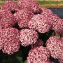 Incrediball Blush Hydrangea 3G