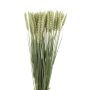 Assorted Grass Tarwe Or Wheat Stems