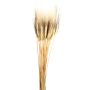 Assorted Grass Tarwe Or Wheat Stems