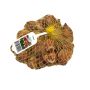 Triumph Tulip Assorted Fall Bulb