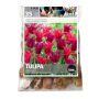 Viridiflora Doll's Minuet And Purple Doll Tulip Fall Bulb