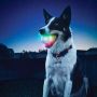 GlowStreak LED Ball Disc-O