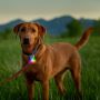 Spotlit Rechargeable Collar Light Disc-O Tech