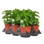 5.5" Specialty Herbs