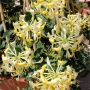 Honeysuckle Scentsation (PW) 2G