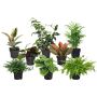 Tropical Supreme Assortment 5"
