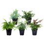 Fern Supreme Assortment 3.5"