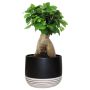 Bonsai Upgrade 6"