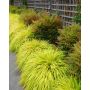 Hakonechloa Grass Assorted 1G