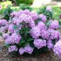 Let'S Dance/Sky View Hydrangea Pw 2G