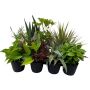 6" Tropical Foliage