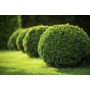 Green Velvet Boxwood 5G