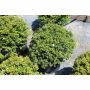 Green Velvet Boxwood 5G
