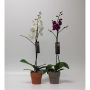 5" Magnifica Orchid in Clay