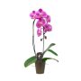 5" Artistica Orchid Waterfall in Ceramic