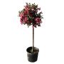 Weigela Minor Black Standard 12" Patio Pot